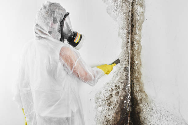 Best Mold Damage Repair  in Pinedale, WY