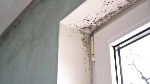 Best Residential Mold Removal  in Pinedale, WY