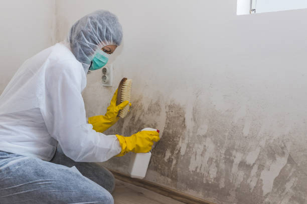 Certified Mold Removal in Pinedale, WY
