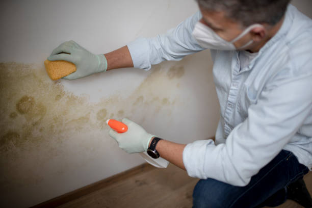 Mold Removal Process in Pinedale, WY