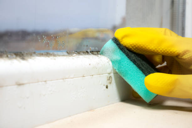 Best Emergency Mold Removal  in Pinedale, WY