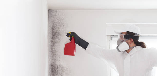 Best Mold Testing  in Pinedale, WY