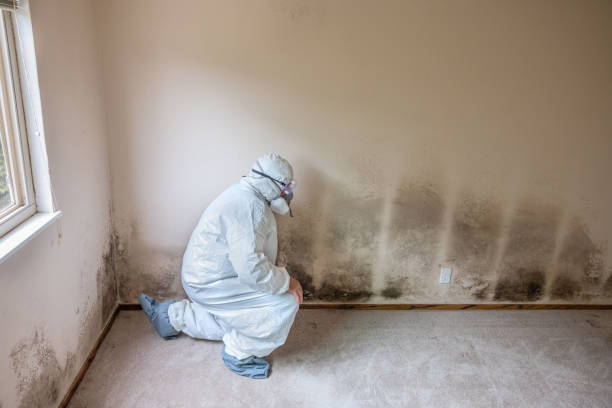 Best Mold Remediation  in Pinedale, WY