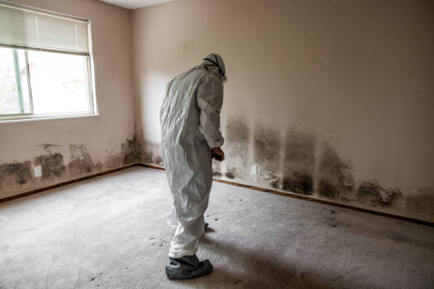 Attic Mold Removal in Pinedale, WY