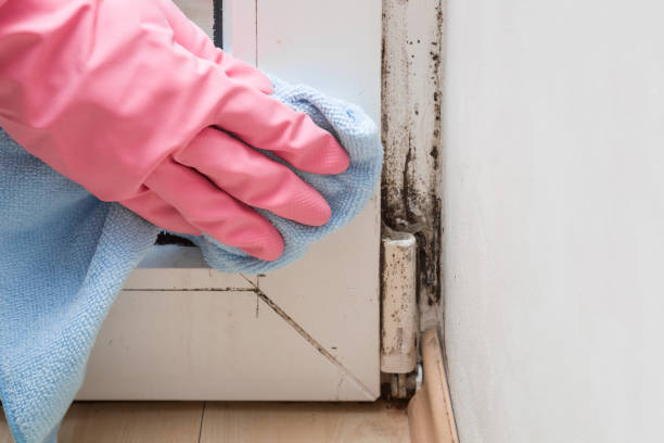 Best Local Mold Removal Service  in Pinedale, WY