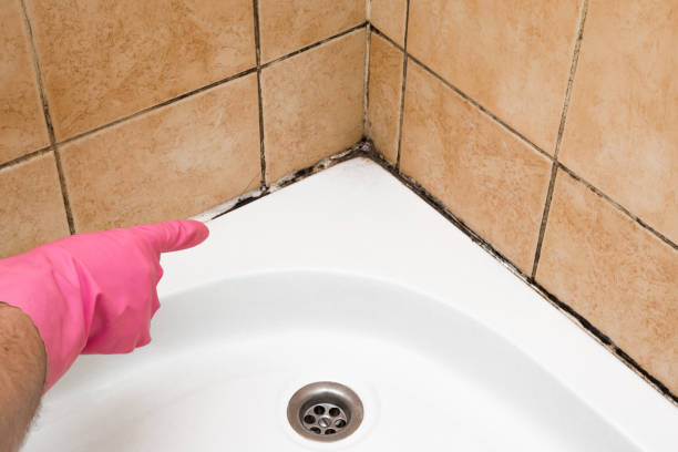 Best Emergency Mold Removal  in Pinedale, WY